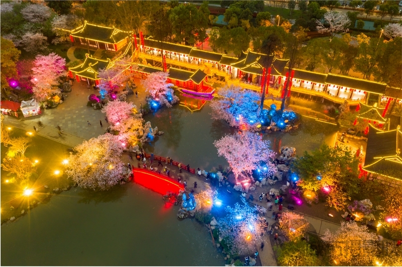 东湖夜樱