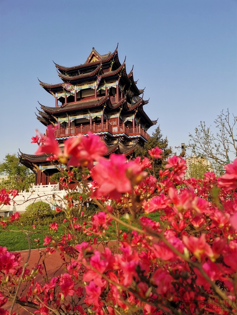 花开紫阳阁
