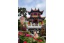 牡丹花开，国色天香娇艳欲滴