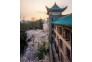 樱花盛开，武汉大学历史建筑在花儿的映衬下更有魅力。