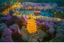 东湖夜樱