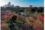 春天里的青山公园，红梅开得正艳。