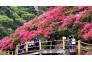 云雾山花海观美景，陶醉在映山红长廊里。 