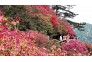 云雾山花海观美景，陶醉在映山红长廊里。 