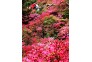 云雾山花海观美景，陶醉在映山红长廊里。 