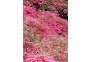 云雾山花海观美景，陶醉在映山红长廊里。 