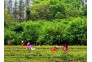 清明小长假，不少市民选择趁着春光就近出游，徒步、赏花、采茶，东湖磨山风景区游人人如织。