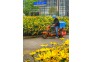 城市花园中的采蜜人