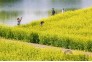 春光无限