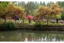 杜鹃花开万紫千红，市民纷纷踏青青山公园。
