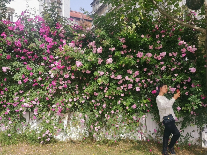 街头繁花似锦