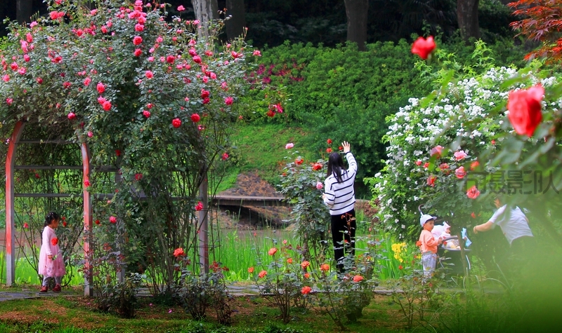 花艳人欢