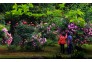 1-5-张忠辉-0419植物园花艳人欢05