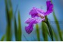 东湖菖蒲花进入盛花期