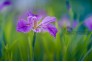 东湖菖蒲花进入盛花期