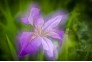 东湖菖蒲花进入盛花期