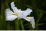 东湖菖蒲花进入盛花期