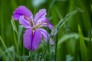 东湖菖蒲花进入盛花期