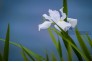 东湖菖蒲花进入盛花期
