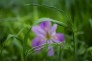 东湖菖蒲花进入盛花期
