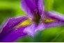 东湖菖蒲花进入盛花期