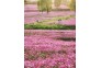 光谷西苑公园格桑花如童话世界