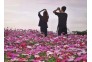 光谷西苑公园格桑花如童话世界