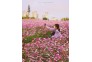 光谷西苑公园格桑花如童话世界
