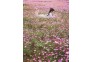 光谷西苑公园格桑花如童话世界