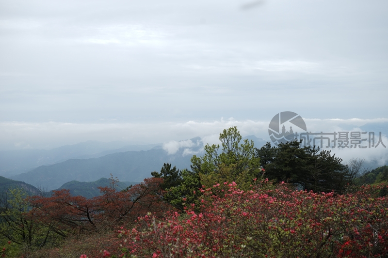 湖北麻城龟峰山满山红杜鹃含苞待放