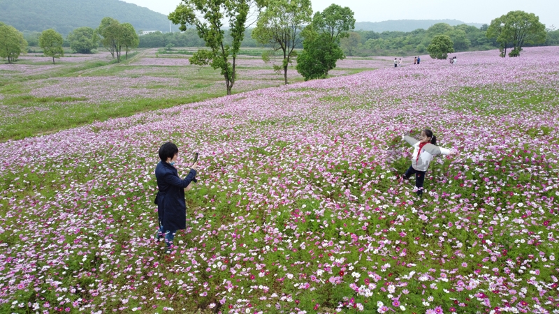 航拍光谷西苑花海