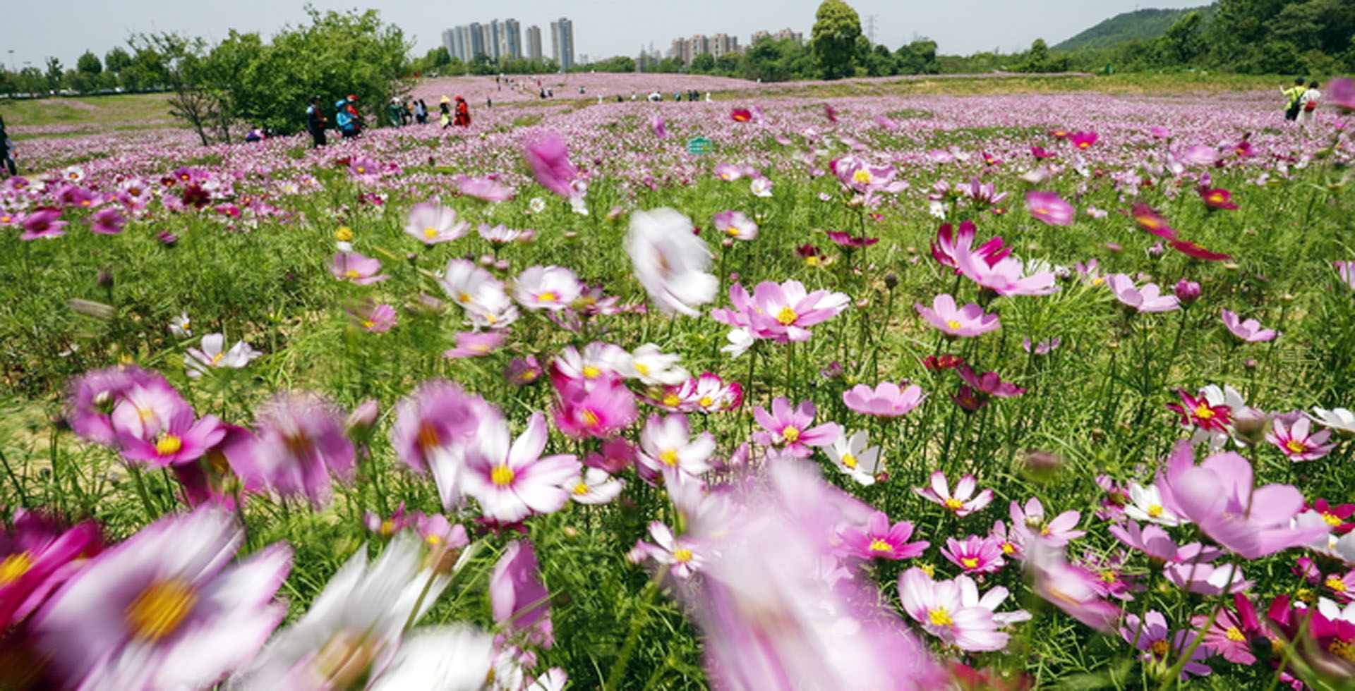 都市里的格桑花海