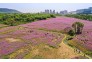 都市里的格桑花海