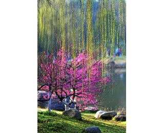 春风杨柳绿，出门踏青去｜城市摄影队