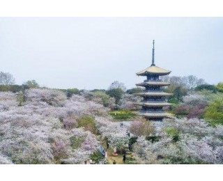 让樱花“说”更多武汉的美好故事 | 长江评论