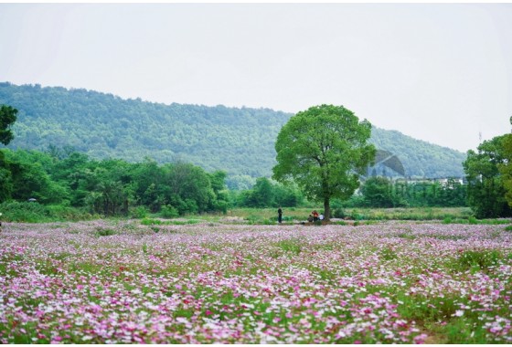 格桑花海