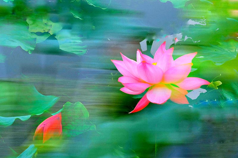 沙湖、月湖的荷花