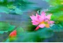 4群 梦蝶 摄 沙湖、月湖的荷花 (7)