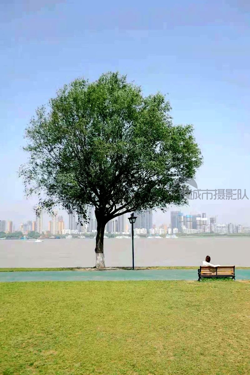 孤独的网红树