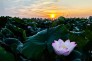 7-张国谟-夕照荷花别样红