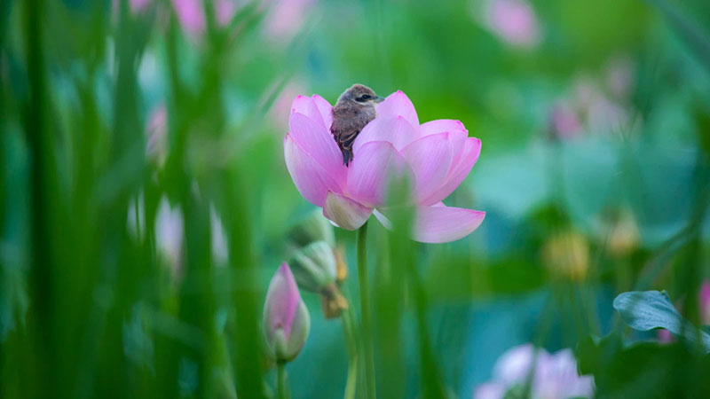 家雀与小燕子