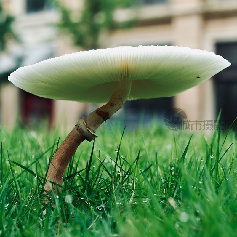 雨后草坪上长出的蘑菇