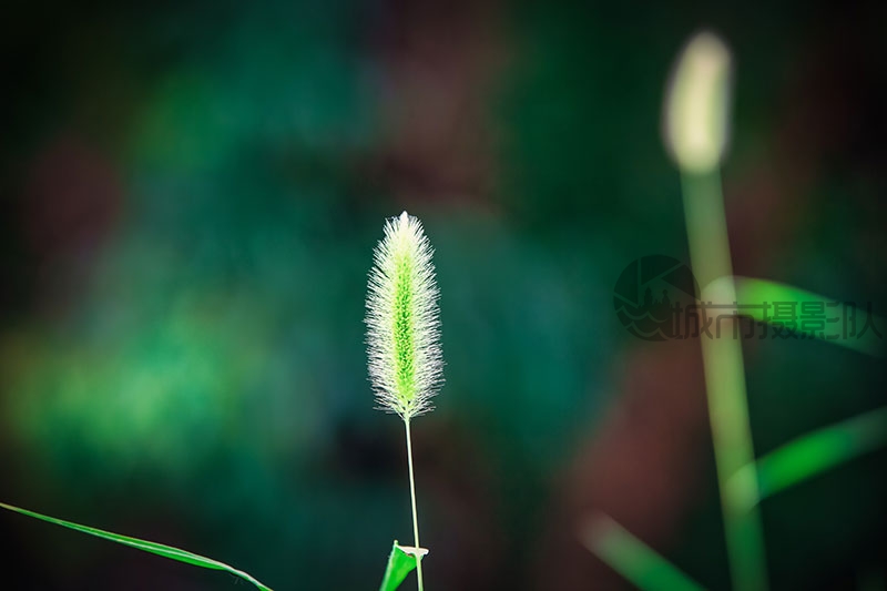 狗尾巴草特写