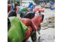组图-在雨中-何小白18086698966--(4)