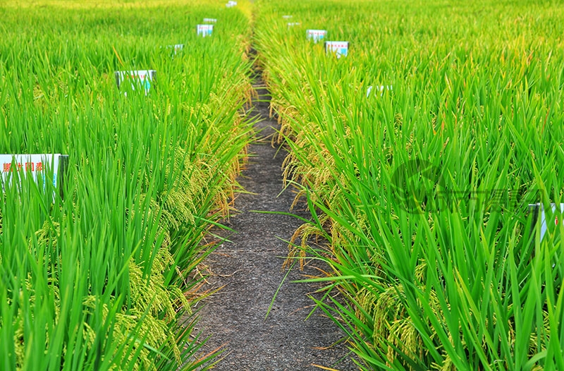 科学种田喜迎丰收