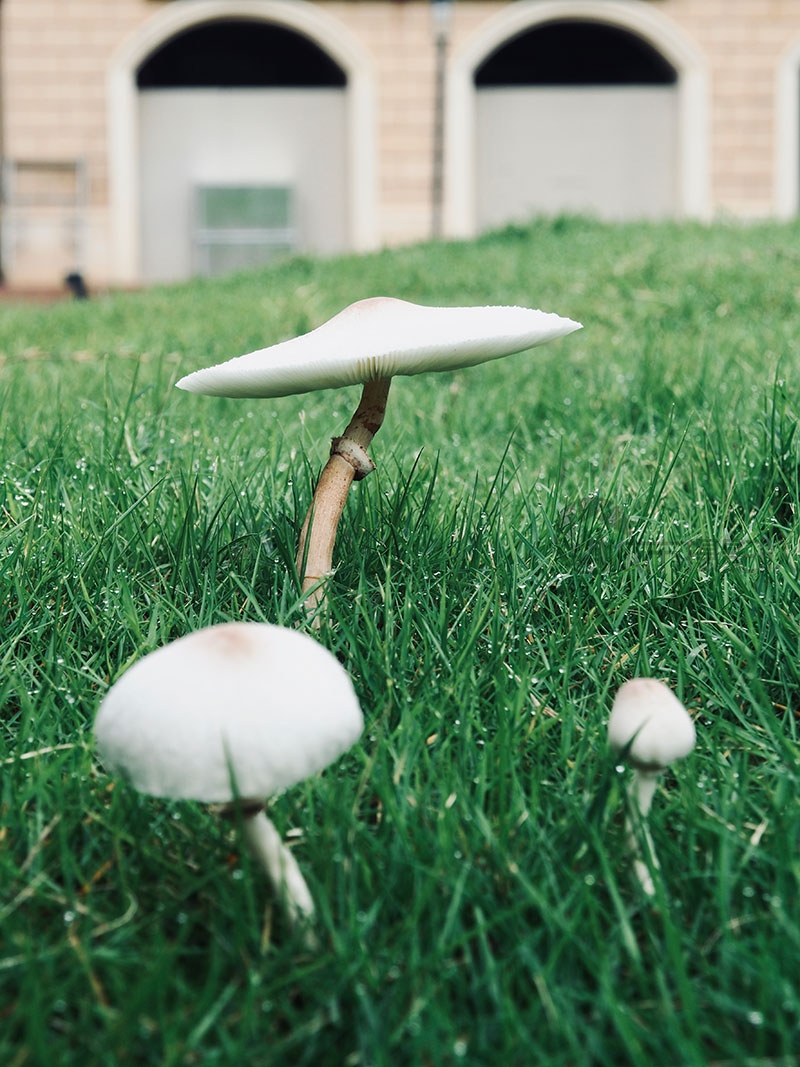雨后草坪上的蘑菇