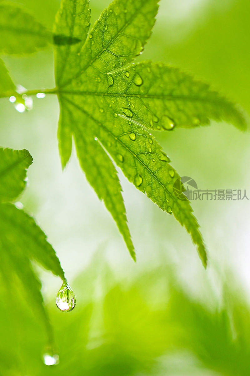 夏日雨露