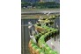 4群-匡金潮-摄-沙湖白鹭
