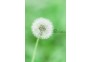3_24节气-白露_吴娟_13995576066