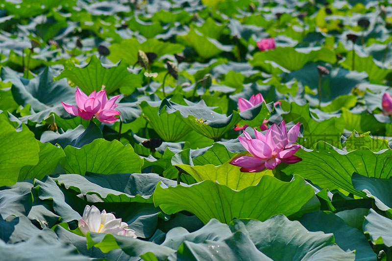 沙湖秋荷